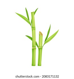 Bamboo as Evergreen Perennial Flowering Plant with Hollow Stem and Green Leaf Vector Illustration
