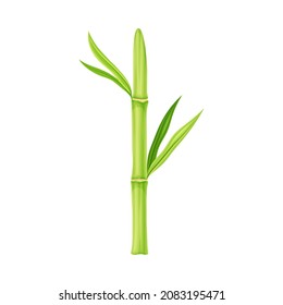 Bamboo as Evergreen Perennial Flowering Plant with Hollow Stem and Green Leaf Vector Illustration