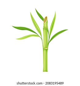 Bamboo as Evergreen Perennial Flowering Plant with Hollow Stem and Green Leaf Vector Illustration