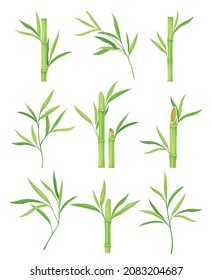 Bamboo as Evergreen Perennial Flowering Plant with Hollow Stem and Green Leaf Vector Set