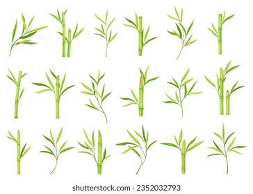 Bamboo as Evergreen Perennial Flowering Plant with Hollow Stem and Green Leaf Vector Set