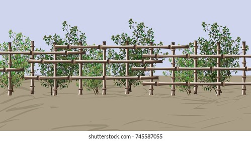 Bamboo Fence