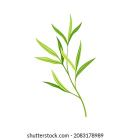 Bamboo Foliage and Green Leaf with Stem Vector Illustration