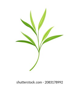 Bamboo Foliage and Green Leaf with Stem Vector Illustration