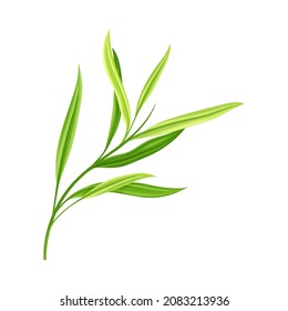 Bamboo Foliage and Green Leaf with Stem Vector Illustration