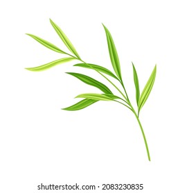 Bambusblätter und grünes Leaf mit Stem-Vektorgrafik