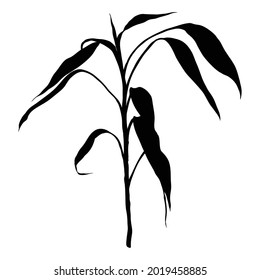 Bamboo forest design element silhouette. Traditional Japan and China garden plant. Tree branch with leaves. Asian lucky bamboo decoration element, stems sticks and leaves of the plant. Vector.