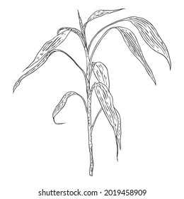 Bamboo forest design element. Traditional Japan and China garden plant. Tree branch with leaves.  Asian lucky bamboo decoration element, stems sticks and leaves of the plant. Vector.