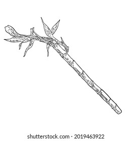 Bamboo forest design element. Traditional Japan and China garden plant. Tree branch with leaves. Asian rainforest bamboo decoration element, stems sticks and leaves of the plant. Vector.
