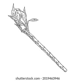 Bamboo forest design element. Traditional Japan and China garden plant. Tree branch with leaves. Asian rainforest bamboo decoration element, stems sticks and leaves of the plant. Vector.