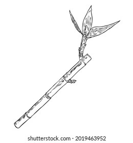 Elemento de diseño forestal de bambú. Planta de jardín tradicional de Japón y China. Rama de árbol con hojas. Elemento de decoración de bambú de selva tropical asiática, palos de tallo y hojas de la planta. Vector.