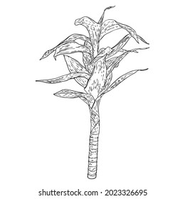 Bamboo forest design element. Traditional Japan and China garden plant. Tree branch with leaves. Asian rainforest bamboo decoration element, stems sticks and leaves of the plant. Vector.