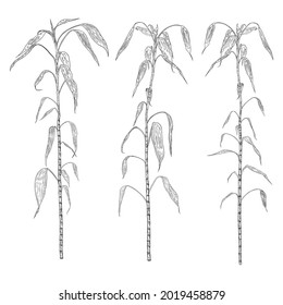 Bamboo forest set, design elements. Traditional Japan and China garden plants. Tree branch with leaves set. Asian lucky bamboo decoration stems sticks and leaves of the plant collection. Vector.
