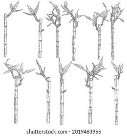Bamboo forest set, design elements. Traditional Japan and China garden plants. Tree branch with leaves set. Asian rainforest bamboo decoration stems sticks and leaves of the plant collection. Vector.