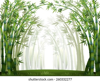 Bamboo forest when it full of fog