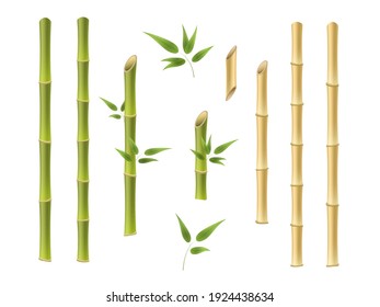 Bamboo green and brown decoration elements in realistic style. Realistic 3d Detailed Bamboo Shoots Set Eco Decorative Element