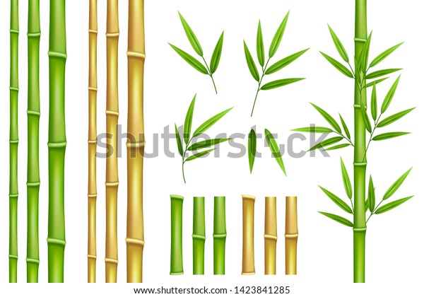Bamboo green and brown decoration elements
in realistic style. Seamless vertical borders from stems, isolated
leaves and sticks and fresh natural
plant.