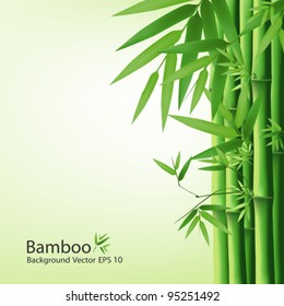 Bamboo green leaf, vector illustration