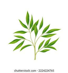 Bamboo green plant with leaves vector illustration. Cartoon isolated decorative exotic bamboo branches growing in Asian forest or tropical garden, beauty spa and zen, Japanese health therapy symbol