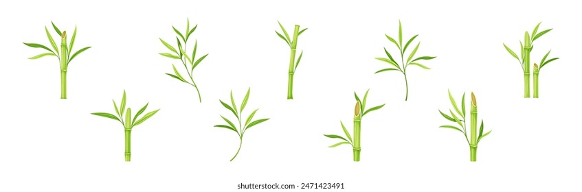 Bamboo Green Stalk or Branch with Leaf Vector Set