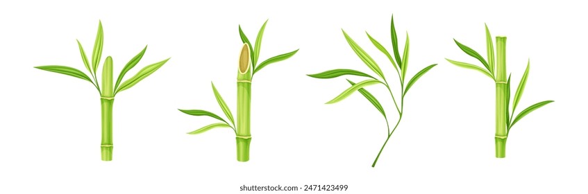 Bamboo Green Stalk or Branch with Leaf Vector Set