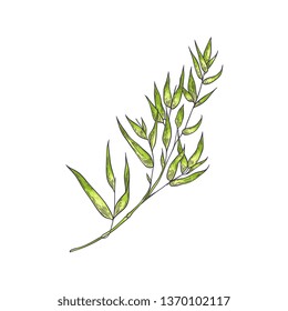 Bamboo green stalk with leaves in sketch style isolated on white background. Hand drawn vector illustration of chinese or japan traditional plant for natural floral design.