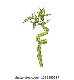 Bamboo green stalk with leaves in sketch style isolated on white background - hand drawn vector illustration of chinese or japan traditional plant for natural floral design.