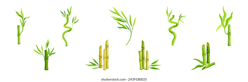 Bamboo Green Stalk or Stem with Leaf Vector Set