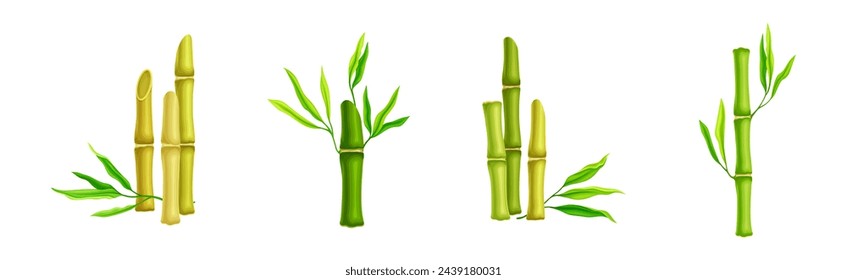 Bamboo Green Stalk or Stem with Leaf Vector Set