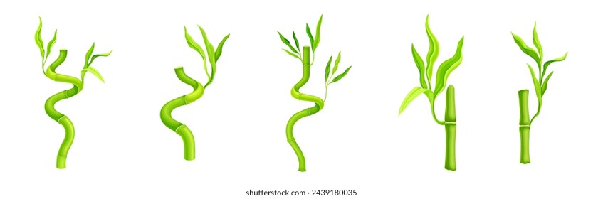 Bamboo Green Stalk or Stem with Leaf Vector Set