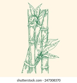 bamboo hand drawn