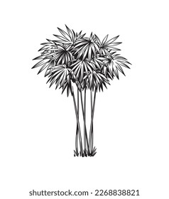 Bamboo. Hand drawn black and white tropical plant. Vector illustration.  Foliage design. Botanical element isolated on a white background.