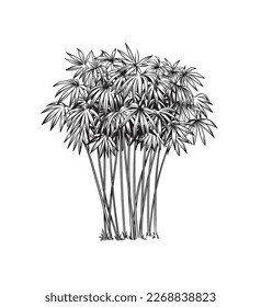 Bamboo. Hand drawn black and white tropical plant. Vector illustration.  Foliage design. Botanical element isolated on a white background.