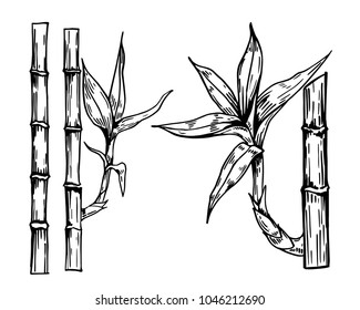 Bamboo. Hand drawn illustration converted to vector