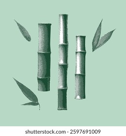 Bamboo illustration, halftone vector line drawing on green background.