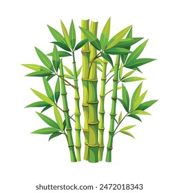  bamboo isolated on white background