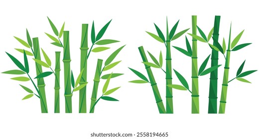 bamboo isolated on white background