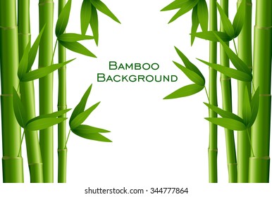 Bamboo isolated on white background, vector