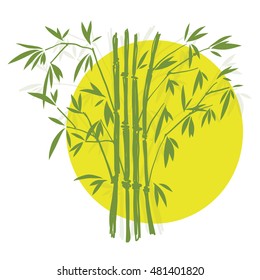 Bamboo, Isolated on white background, high resolution
