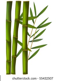 Bamboo isolated on white background.