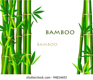 Bamboo isolated  on white background