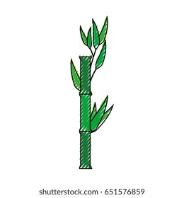 Bamboo japanese plant