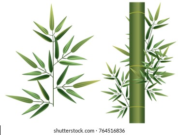 Bamboo and leaf