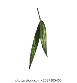 Bamboo leaf color sketch. East tropical forest Bamboo plant green leaves foliage. Asian nature floral design element. Vector hand drawn illustration isolated on white