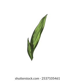 Bambusblatt-Farbskizze. Handgezeichnetes asiatisches Blumendesign Element. Östlicher tropischer Wald Bambuspflanze grünes Blattbild einzeln auf Weiß