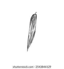 Boceto de hoja de bambú grabado. Elemento de diseño floral de naturaleza asiática dibujado a mano. Bosque tropical del este Ilustración vectorial del follaje de la planta de bambú aislada en blanco
