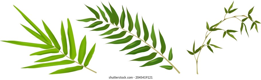 Bamboo leaf isolated on white background, Bamboo leaf texture as background or wallpaper, Chinese bamboo leaf, Collection or set of green bamboo leaves.vector illustration.