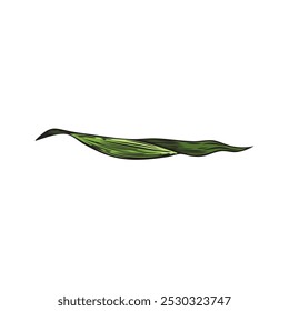 Folha de bambu. Folha verde natural, texturizada. Forma alongada. Horizontalmente localizado. Estilo do esboço. Mão desenhada. Ilustração vetorial botânica isolada sobre fundo branco.