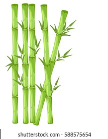 Bamboo with leaf vector illustration. Asian bambu zen plants isolated on white background