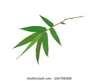 bamboo leaf vector isolated on white